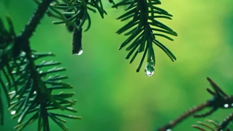 Raindrops falling - rain shot Stock Footage 233783455
