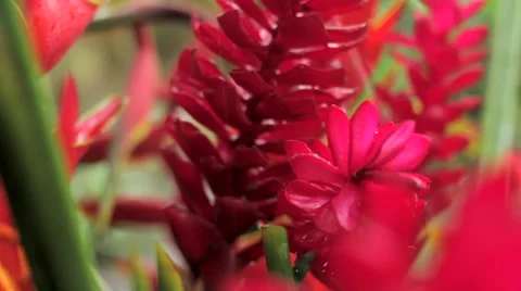 Raindrops falling on red ginger flower Stock Footage 48734638