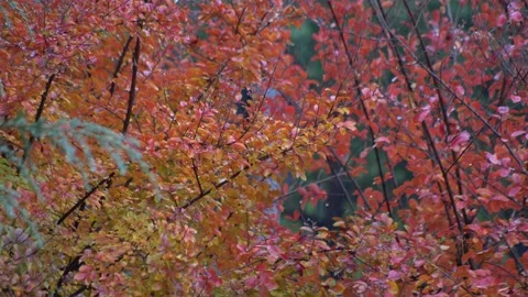 Raindrops falling on red leaves. Autumn season. Slow motion 4K 库存影片 168904805