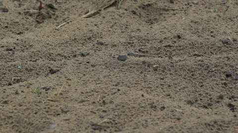 Raindrops falling on the sand on the beach Stock Footage 233382110