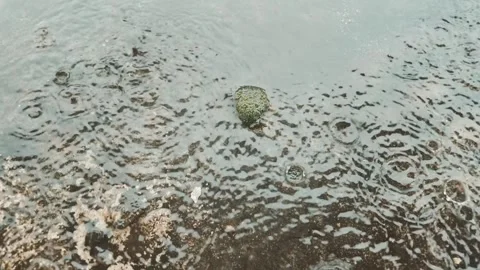 Raindrops falling into a shallow water puddle Video stock 346631930
