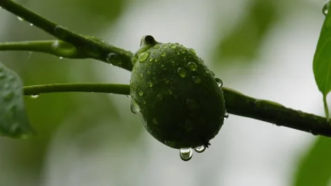 Raindrops Falling on a Single Walnut Fruit - 4K Slow Motion Nature Shot Vídeos de archivo 336693982