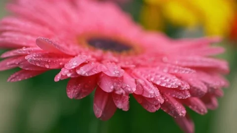 Raindrops falling from sky onto pink daisy gerbera. Covered with water drops 库存影片 131139463