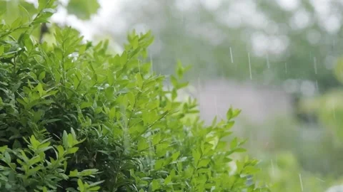 Raindrops falling in slow motion. Rain in slow motion. Raindrops close-up Video stock 261220883