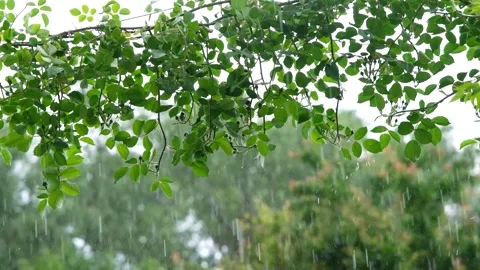 Raindrops falling in slow motion. Rain in slow motion. Raindrops close-up Video stock 261221314