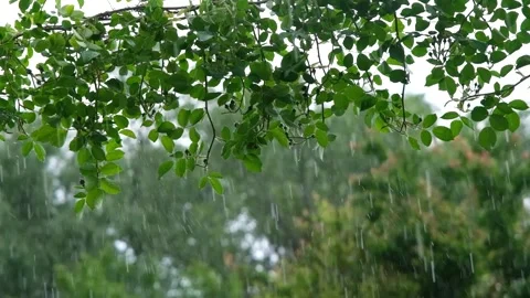 Raindrops falling in slow motion. Rain in slow motion. Raindrops close-up Stock Footage 263149963