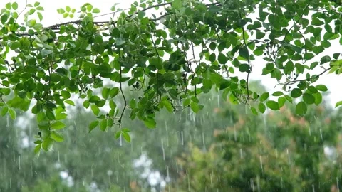 Raindrops falling in slow motion. Rain in slow motion. Raindrops close-up Stock Footage 263730289