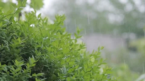 Raindrops falling in slow motion. Rain in slow motion. Raindrops close-up Stock Footage 264540858