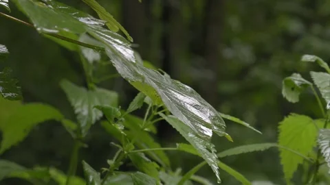 Raindrops Falling on Stinging Nettle Leaf in Lush Forest - 4K Slow Motion Shot Stock-Footage 336693969
