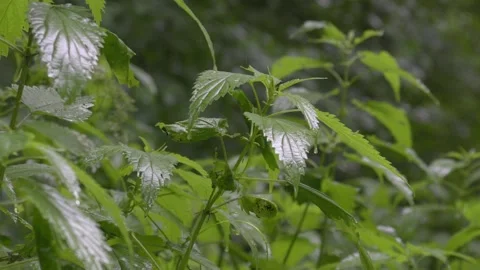 Raindrops Falling on Stinging Nettle Leaves - 4K Slow Motion Nature Shot Stock Footage 336693913