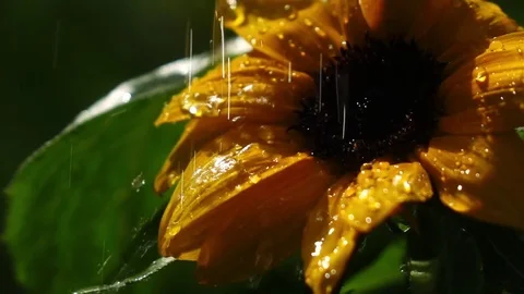 Raindrops falling on sunflower petals in slow motion Vídeo Stock 77837038