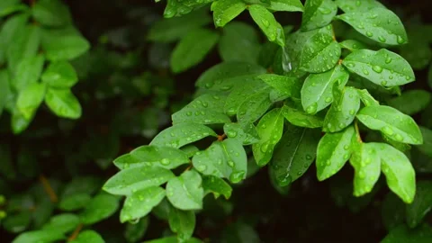 Raindrops falling on the surface of green leaves on a rainy day Stock Footage 236833388