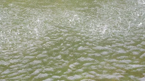 Raindrops falling on the surface of a green pond creating numerous splashes.. Video stock 339050347