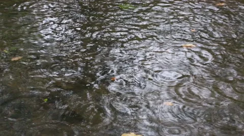 Raindrops falling on the surface of the pond Stock Footage 56302262