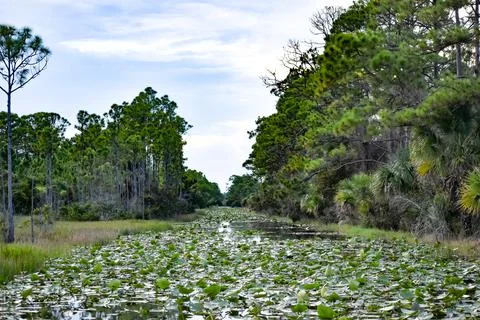 Raindrops falling in the swamp at sunset Stock Photos