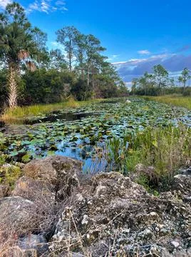 Raindrops falling in the swamp at sunset Stock Photos