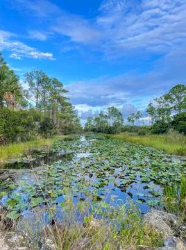 Raindrops falling in the swamp at sunset Stock Photos