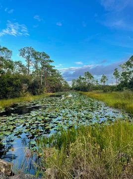 Raindrops falling in the swamp at sunset Stock Photos