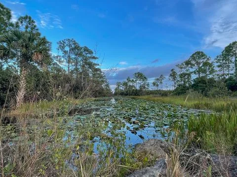 Raindrops falling in the swamp at sunset Stock Photos