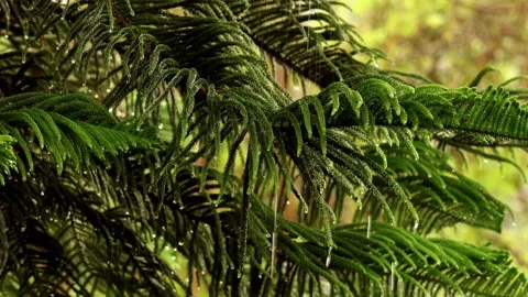 Raindrops falling through Christmas tree leaves during spring rain Stock Footage 339978059