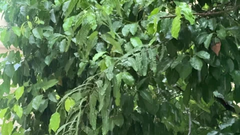 Raindrops Falling Through Green Tree Leaves During Monsoon Rain Video stock 339264684