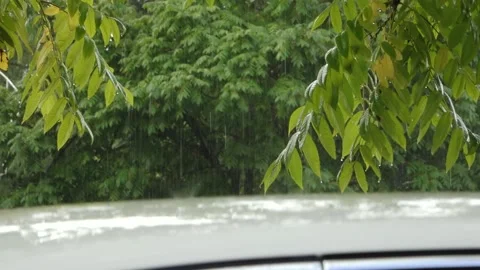Raindrops falling through lush green tree branches with wet leaves in foreground Stock Footage 345075970