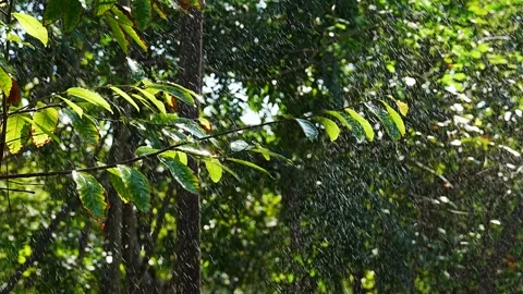 Raindrops Falling Through Tree Branch in Bright Natural Sunlight Stock Footage 340266614