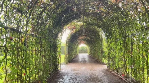 Raindrops Falling Through Vine Covered Metal Archway Pathway in Park Stock Footage 346060231