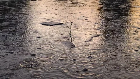 Raindrops falling on tiny plant sprout in puddle reflecting sunset sky Stock Footage 345735108