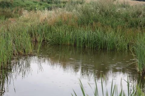 Raindrops falling on a tranquil pond surrounded by lush green reeds and wil.. Stock Photos