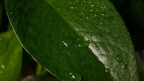 Raindrops falling on tropical leaf forming water droplets. Closeup. Stock Footage 104621018