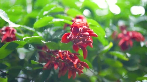 Raindrops Falling on Vibrant Red Flowers in a Lush Tropical Garden Setting Video stock 342219843