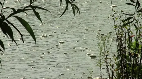 Raindrops falling on the water Video stock 10437889