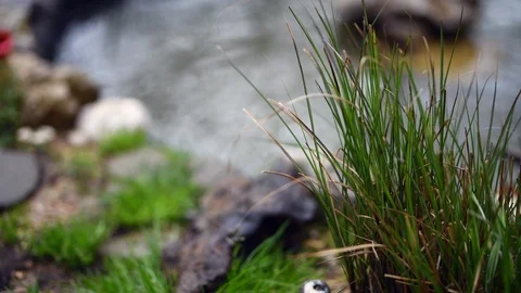 Raindrops falling on water. Stock Footage 88567492
