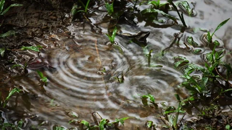 Raindrops falling into water puddle creating ripple rings with green grass Video stock 342906024