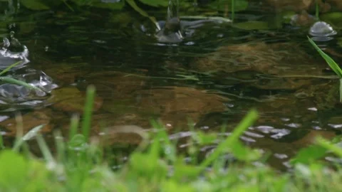  raindrops falling into water surface (close up) Stock Footage 332464603