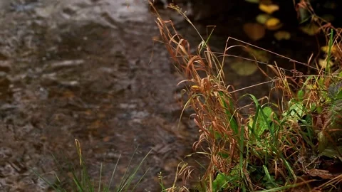 Raindrops falling on water surface creating concentric ripples near a grassy Stock Footage 329212352