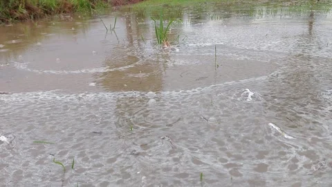 Raindrops falling on the water surface in a green rice paddy field Video stock 336700768