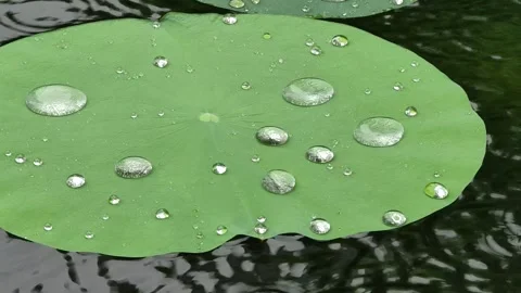 Raindrops falling on waterlily leaf lotus effect hydrophobic texture 4k 库存影片 254002268