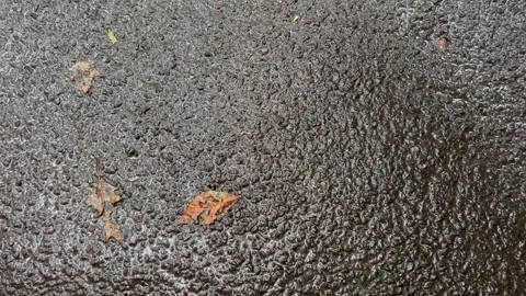 Raindrops Falling on Wet Asphalt Surface with Autumn Leaves Stock Footage 345425677