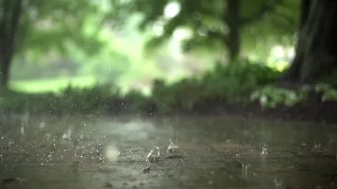 Raindrops Falling on Wet Forest Path in Slow Motion Stock Footage 327107484