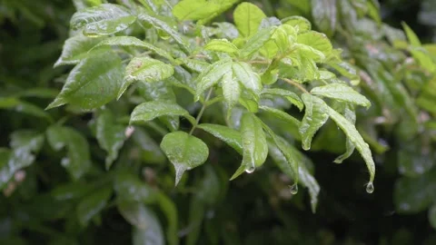 Raindrops Falling on Wet Leaves and Branches - 4K Slow Motion Nature Background Stock Footage 336690226