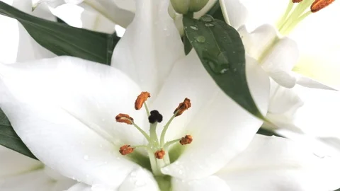 Raindrops falling on a white flower Stock Footage 107014534