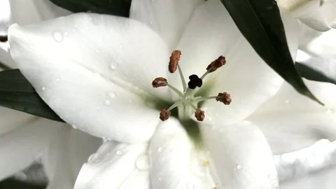 Raindrops falling on a white flower Stock Footage 107014970