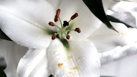 Raindrops falling on a white flower Stock Footage 107015315