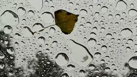 Raindrops falling on a window with a single autumn leaf stuck to the glass Stock Footage 347706355