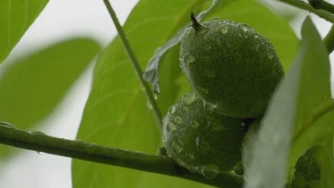 Raindrops Falling on Young Walnuts - 4K Slow Motion Macro Nature Shot Stock-Footage 336693926
