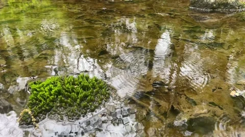 Raindrops fallon on forest creek with mossy stones Stock Footage 239670472