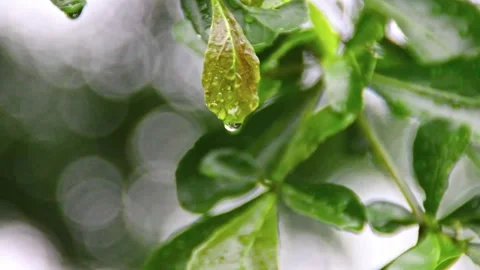Raindrops falls on green leaves during the rain. Stock Footage 297039233