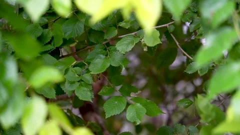 Raindrops fell from the leaves Stock Footage 222030437
